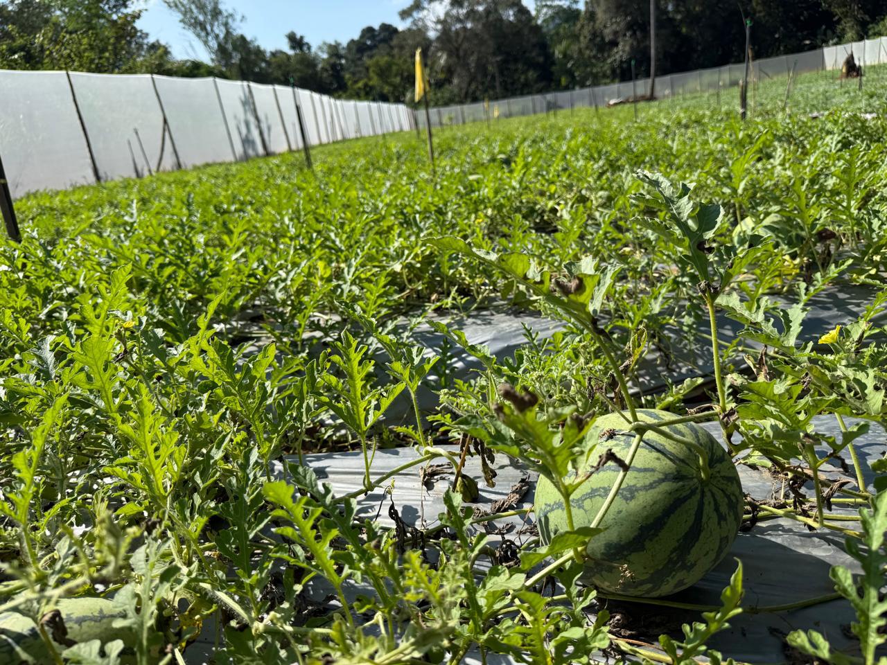 Creative Web Project