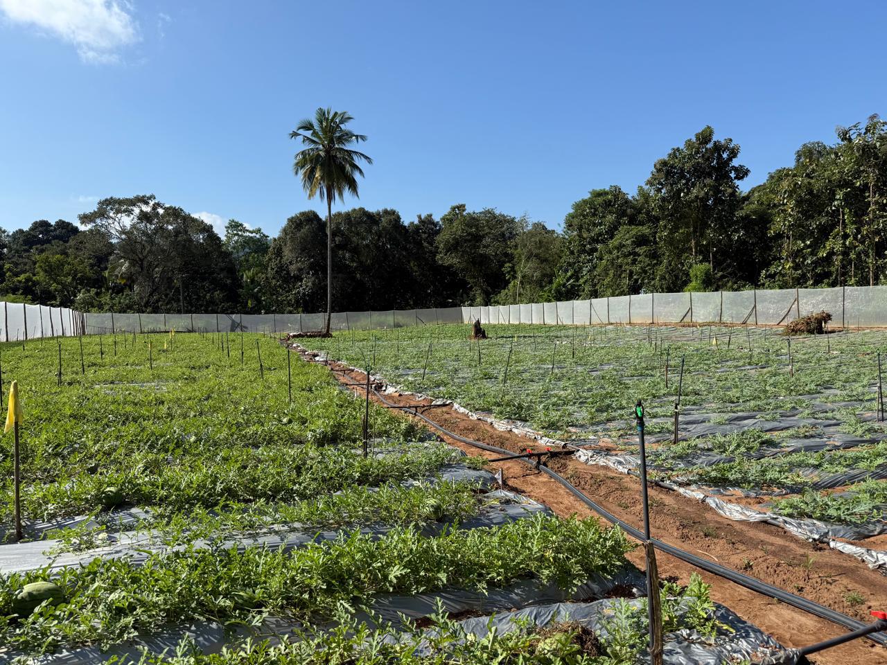 Creative Web Project