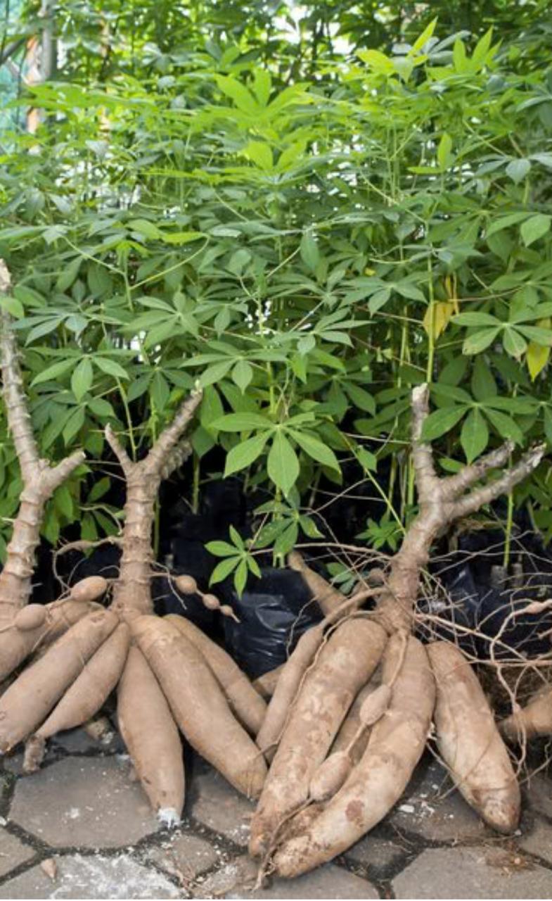 Creative Web Project