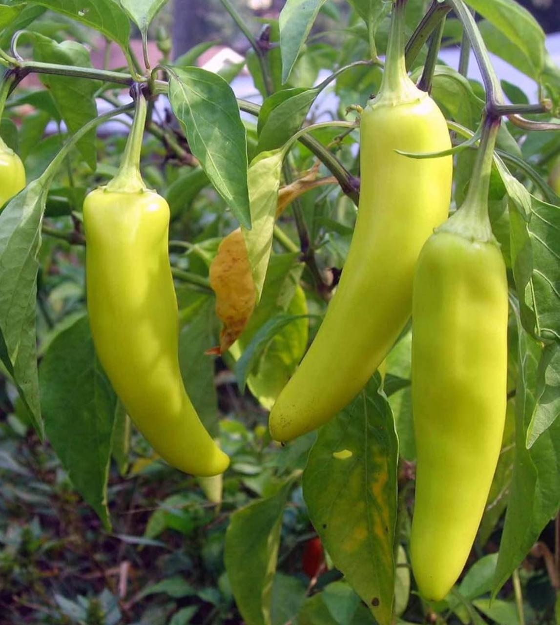 Creative Web Project